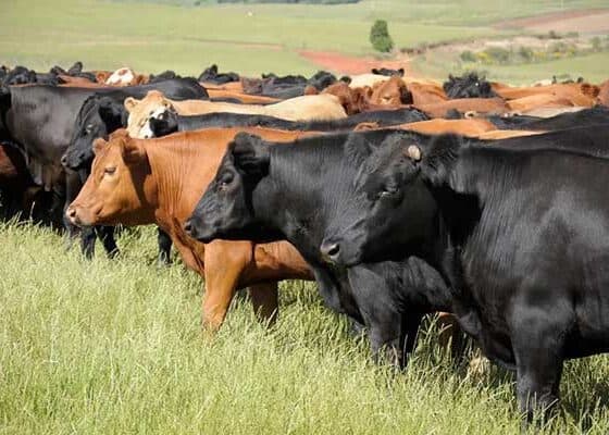 Some angus cattle breeds provide the best quality beef.